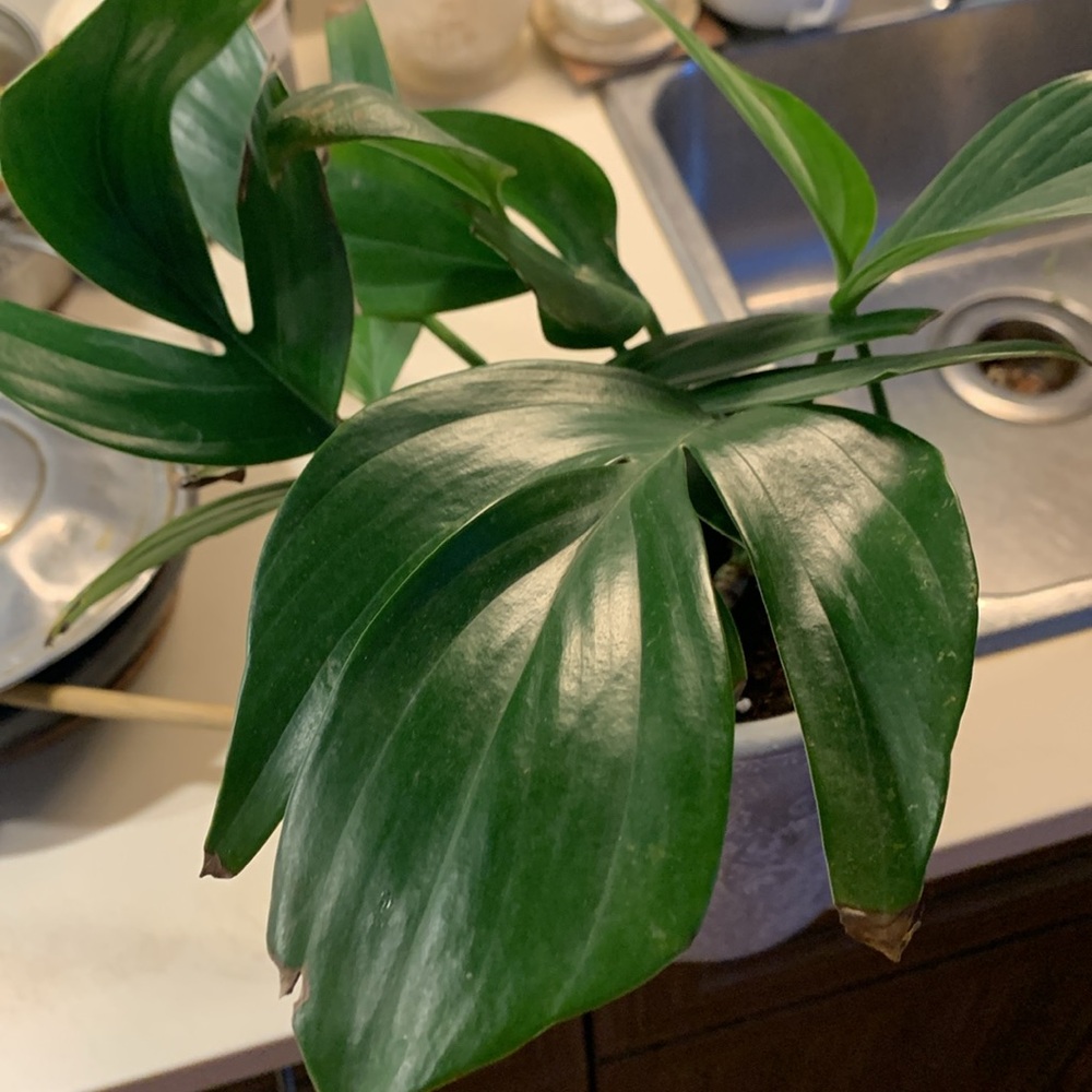 Rhaphidophora decursiva Plant